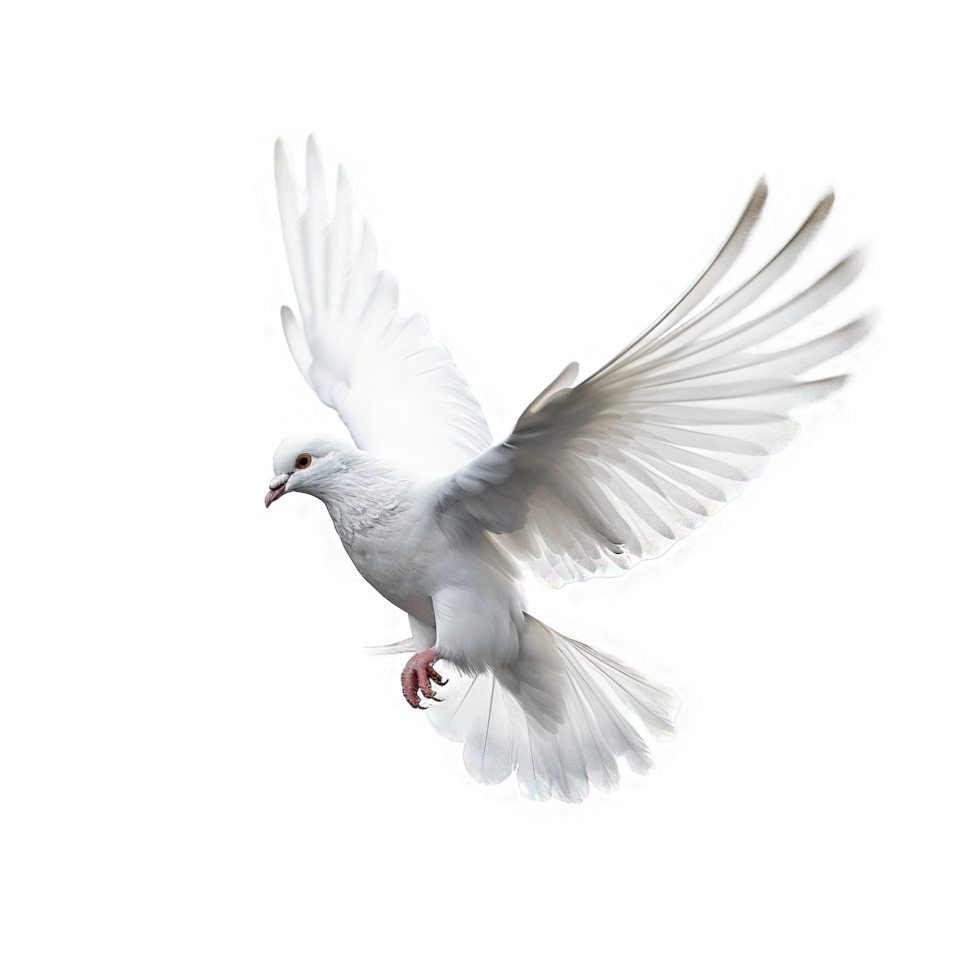 White dove
